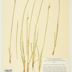 Sisyrinchium pallidum