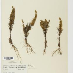 Artemisia campestris