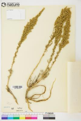 Artemisia balchanorum