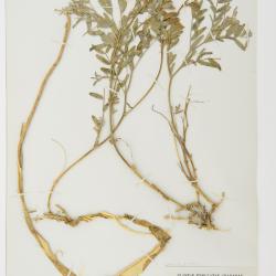 Astragalus aboriginorum