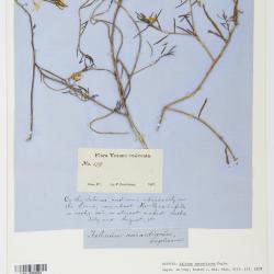 Phemeranthus aurantiacus