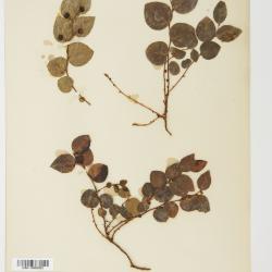 Gaultheria ovatifolia