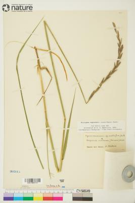 Elyleymus ungavensis