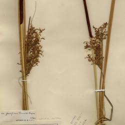 Juncus effusus