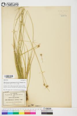 Rhynchospora angosturensis