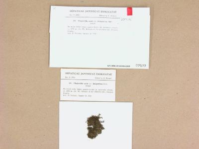 Plagiochila porelloides