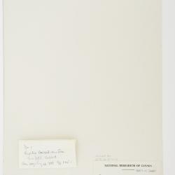 Angelica atropurpurea