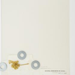 Angelica atropurpurea