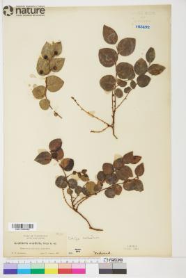 Gaultheria ovatifolia