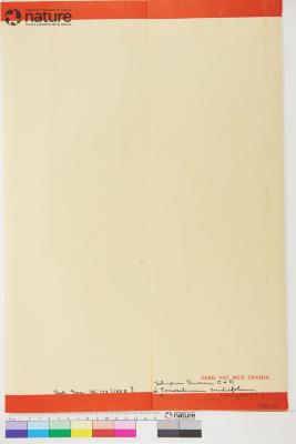 Cnidium Cusson ex Juss.