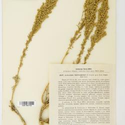 Artemisia balchanorum