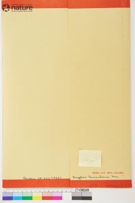 Angelica atropurpurea