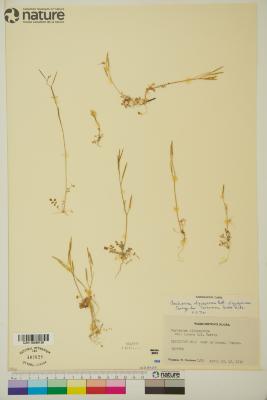 Cardamine oligosperma