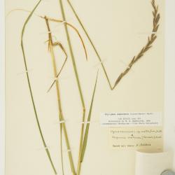 Elyleymus ungavensis