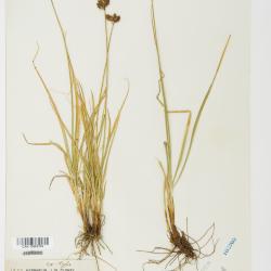 Carex arapahoensis