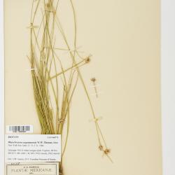 Rhynchospora angosturensis