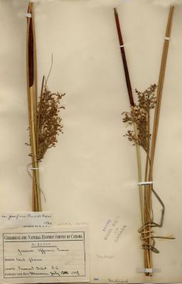 Juncus effusus