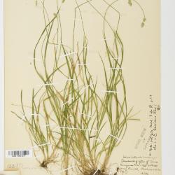 Carex deweyana
