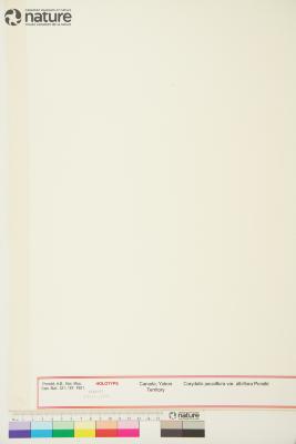 Corydalis pauciflora