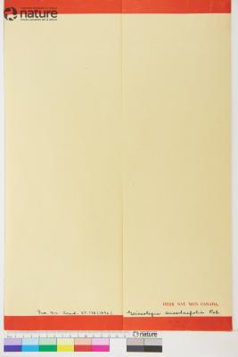 Geissolepis suaedaefolia