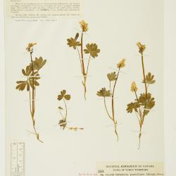 Corydalis pauciflora