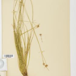 Rhynchospora angosturensis