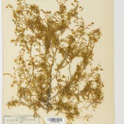 Geissolepis suaedaefolia