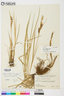 Carex mendica