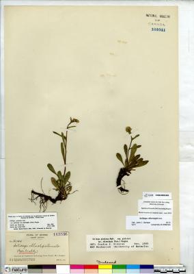 Solidago chlorolepis