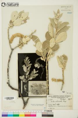 Salix silicicola