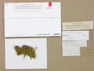 Lescuraea stenophylla