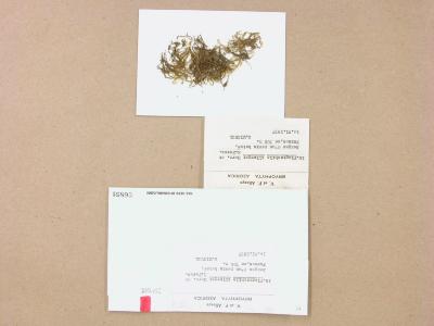 Plagiochila longispina