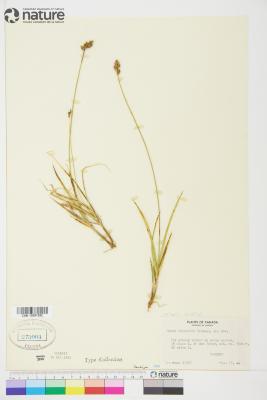 Carex macloviana