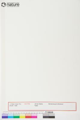 Muhlenbergia lindheimeri