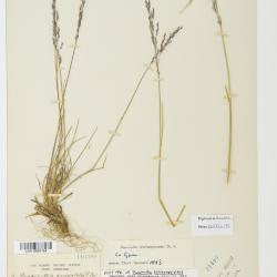 Puccinellia nuttalliana