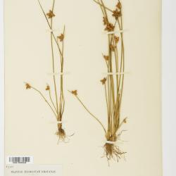 Scirpus Tourn. ex L.