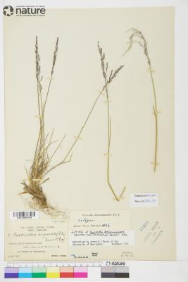 Puccinellia nuttalliana