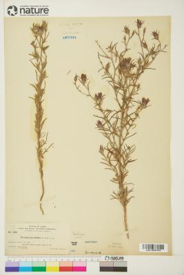 Cordylanthus Nutt. ex Benth.