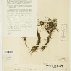 Ranunculus trichophyllus