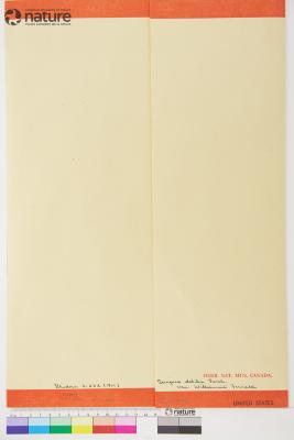 Scirpus Tourn. ex L.