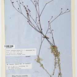 Eriogonum graniticum