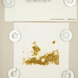 Jirivanaea galipensis