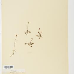 Drosera rotundifolia