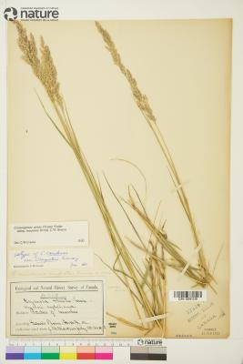 Calamagrostis Adans.