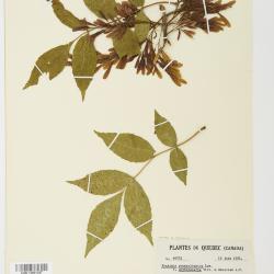 Fraxinus pennsylvanica