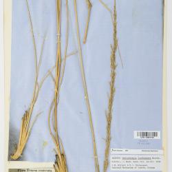 Muhlenbergia lindheimeri