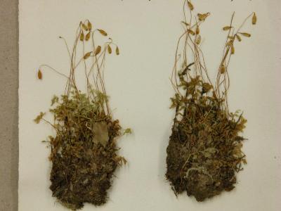 Rhizomnium glabrescens