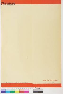 Hieracium rebildense