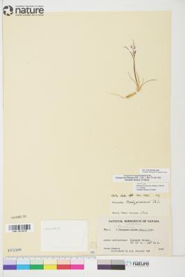 Puccinellia bruggemannii