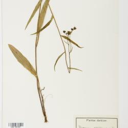 Hieracium rebildense